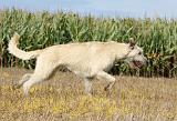 IRISH WOLFHOUND 082
